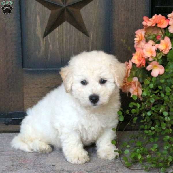 Fanta, Bichon Frise Puppy