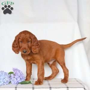 Fanta, Irish Setter Puppy