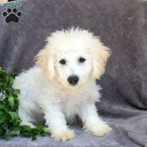 Fanta, Bichon Frise Puppy