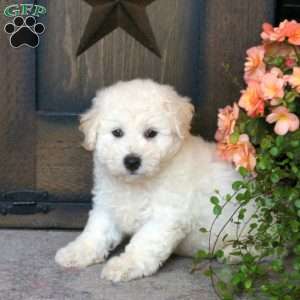 Fanta, Bichon Frise Puppy