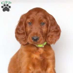 Fanta, Irish Setter Puppy
