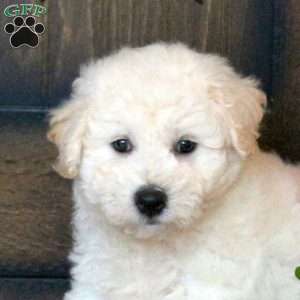 Fanta, Bichon Frise Puppy