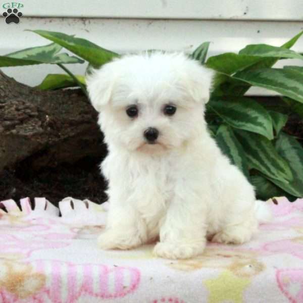 Farrah, Maltese Puppy