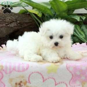 Farrah, Maltese Puppy