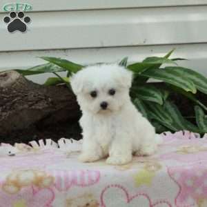 Farrah, Maltese Puppy