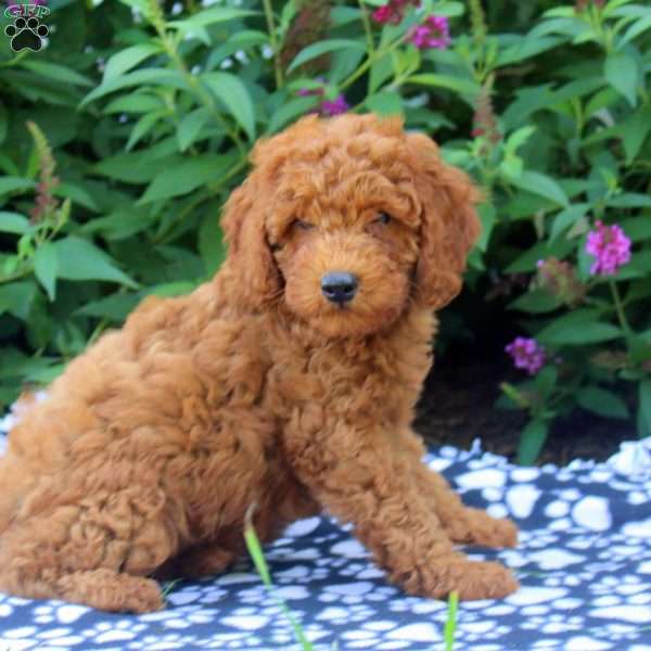 Faye, Mini Goldendoodle Puppy