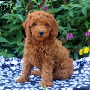 Faye, Mini Goldendoodle Puppy