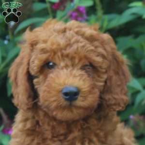 Faye, Mini Goldendoodle Puppy
