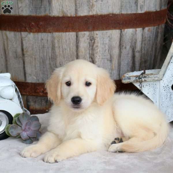 Felicity, Golden Retriever Puppy