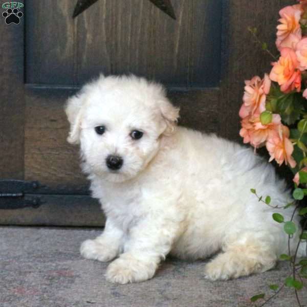 Felix, Bichon Frise Puppy