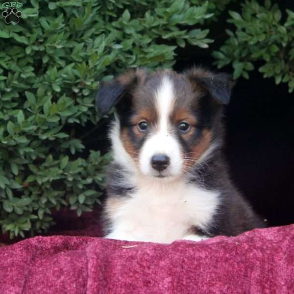 Felix, Sheltie Puppy