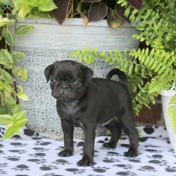 Felix, Pug Puppy