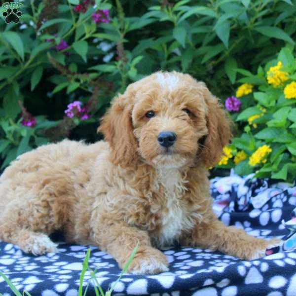 Felix, Mini Goldendoodle Puppy