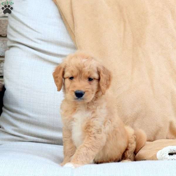Felix, Goldendoodle Puppy