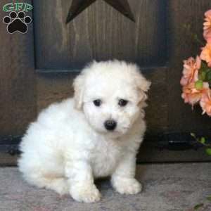 Felix, Bichon Frise Puppy