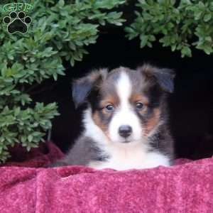 Felix, Sheltie Puppy