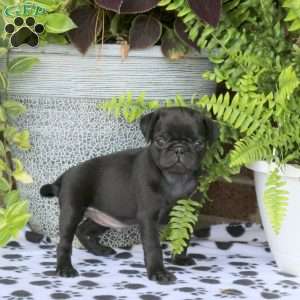 Felix, Pug Puppy