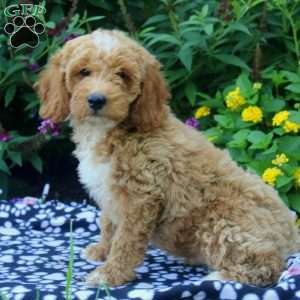 Felix, Mini Goldendoodle Puppy