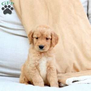 Felix, Goldendoodle Puppy