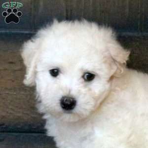 Felix, Bichon Frise Puppy