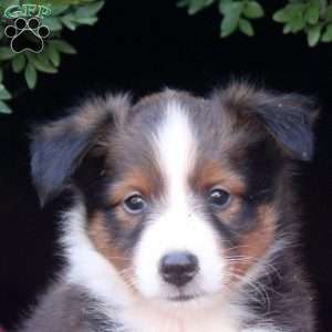 Felix, Sheltie Puppy