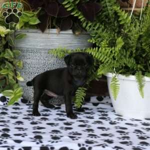 Felix, Pug Puppy