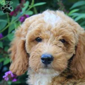 Felix, Mini Goldendoodle Puppy