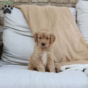 Felix, Goldendoodle Puppy
