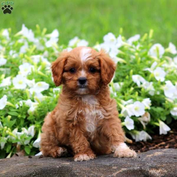 Felix, Cavapoo Puppy