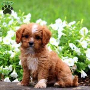 Felix, Cavapoo Puppy