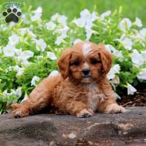 Felix, Cavapoo Puppy
