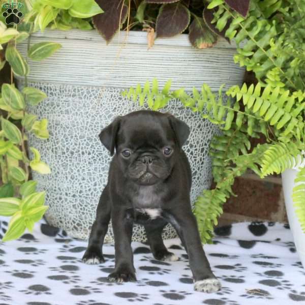 Fera, Pug Puppy