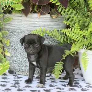Fera, Pug Puppy