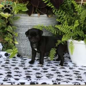 Fera, Pug Puppy