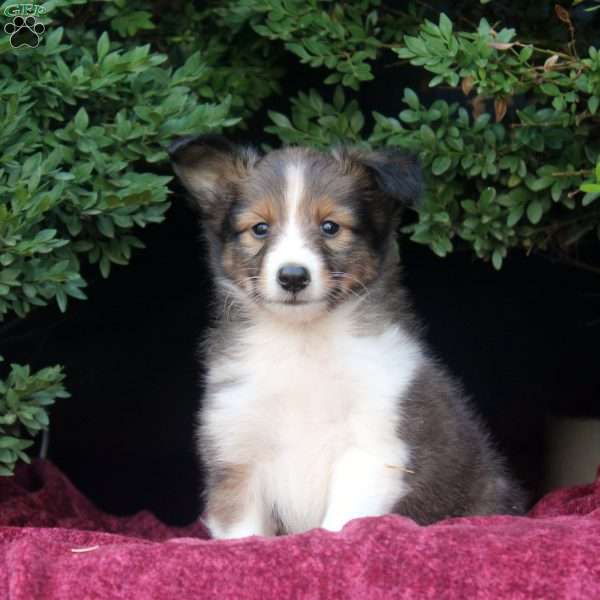 Ferd, Sheltie Puppy