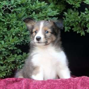 Ferd, Sheltie Puppy