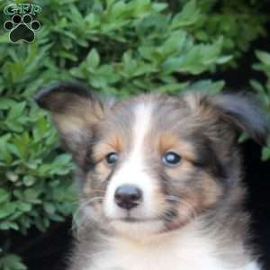 Ferd, Sheltie Puppy