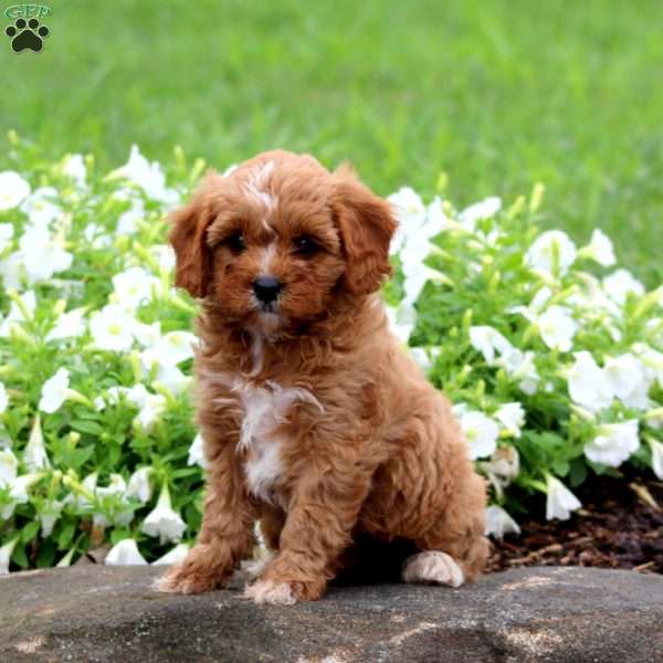 Fergie, Cavapoo Puppy