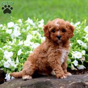 Fergie, Cavapoo Puppy