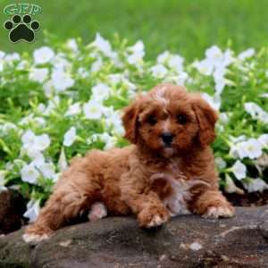 Fergie, Cavapoo Puppy
