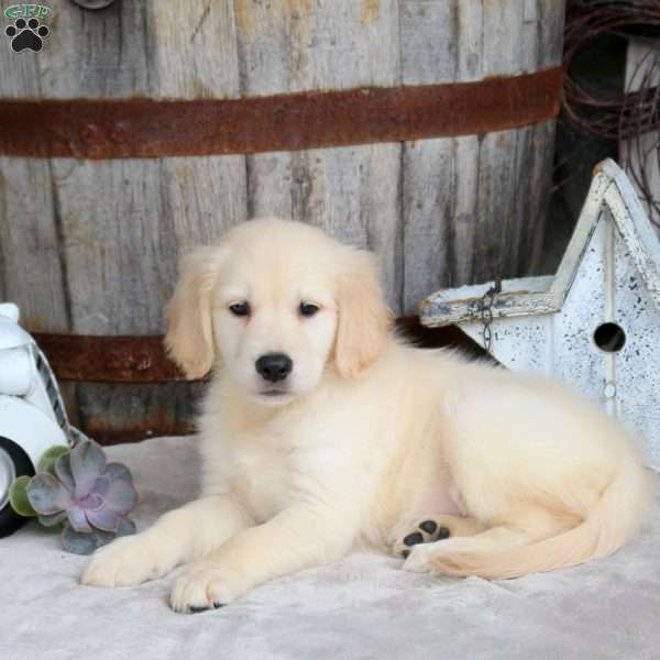 Fern, Golden Retriever Puppy