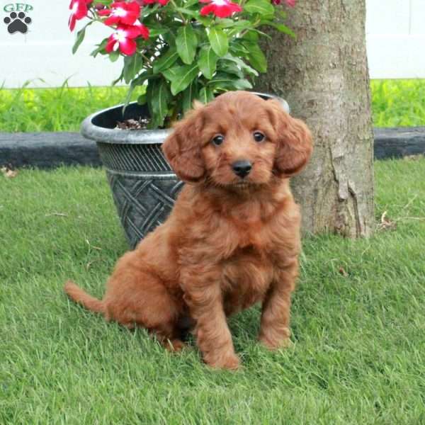 Fern, Irish Doodle Puppy