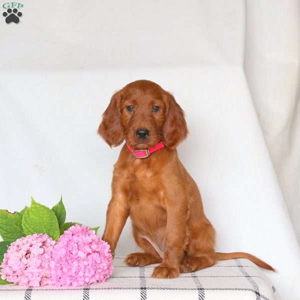 Fern, Irish Setter Puppy