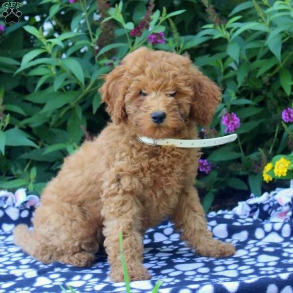 Fern, Mini Goldendoodle Puppy