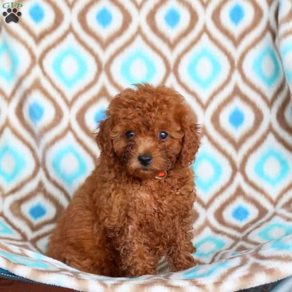Fern, Toy Poodle Puppy