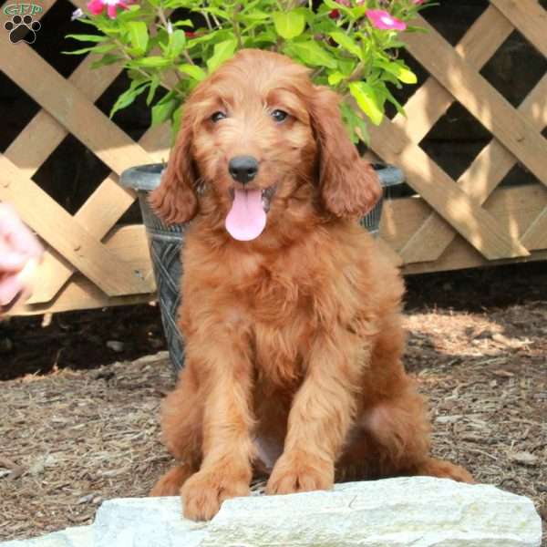 Fern, Irish Doodle Puppy