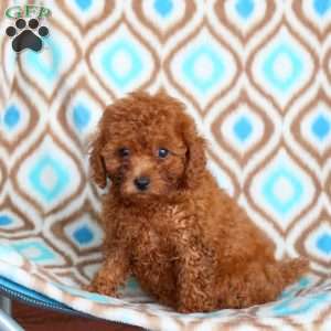 Fern, Toy Poodle Puppy