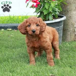 Fern, Irish Doodle Puppy