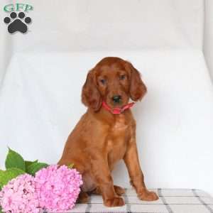 Fern, Irish Setter Puppy