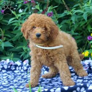 Fern, Mini Goldendoodle Puppy